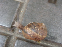 Cornu aspersum