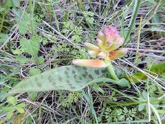 Lachenalia bulbifera