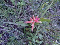 Lachenalia bulbifera