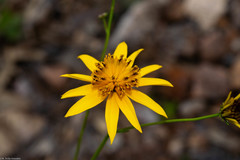Bidens acrifolia