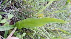 Lachenalia bulbifera
