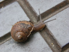 Cornu aspersum