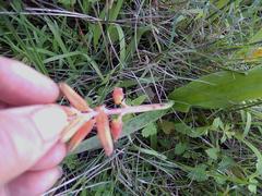 Lachenalia bulbifera