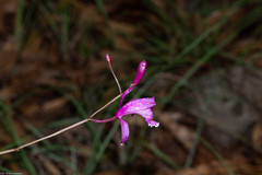 Bletia greenwoodiana