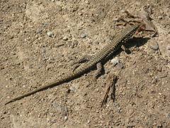 Podarcis muralis