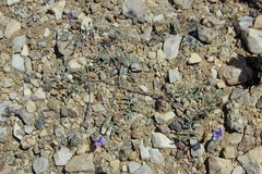 Astragalus emoryanus