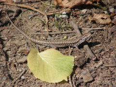 Podarcis muralis