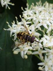 Myathropa florea