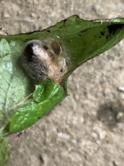 Insecta