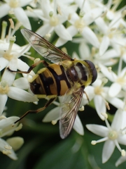 Myathropa florea
