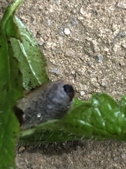 Insecta