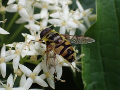 Myathropa florea