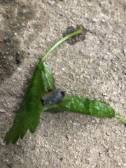 Insecta