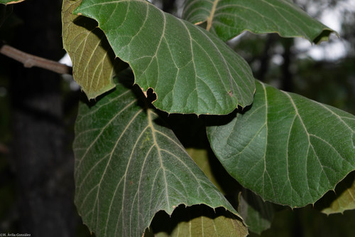Quercus radiata