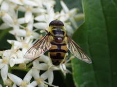 Myathropa florea