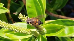 Helophilus antipodus