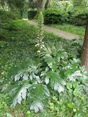 Acanthus mollis