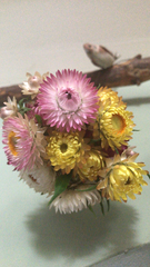 Helichrysum arenicola