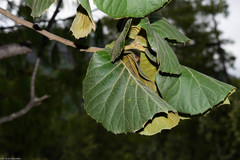 Quercus radiata