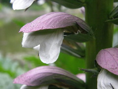 Acanthus mollis