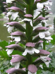 Acanthus mollis