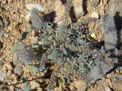 Dalea wrightii