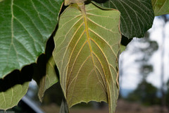 Quercus radiata