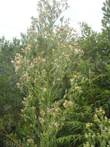 Tall Fleabane