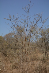 Vachellia exuvialis