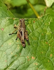 Peripolus