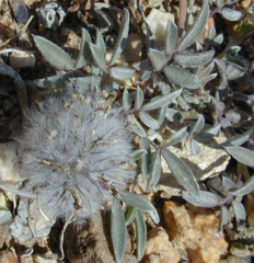Dalea wrightii