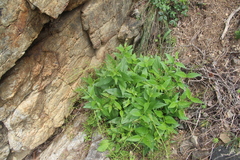 Scrophularia grayana