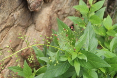 Scrophularia grayana
