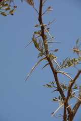 Vachellia exuvialis