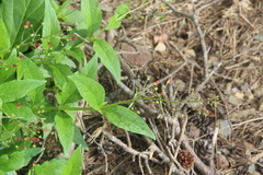 Scrophularia grayana