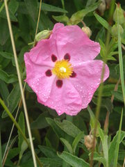 Cistus