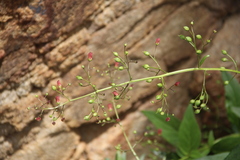 Scrophularia grayana