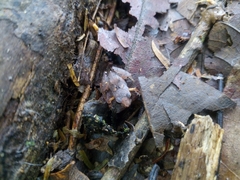 Craugastor persimilis