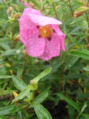 Cistus
