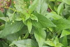 Scrophularia grayana