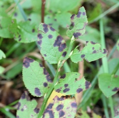 Phyllosticta vaccinii