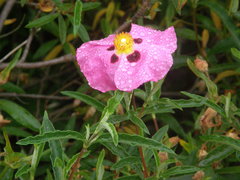 Cistus