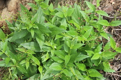 Scrophularia grayana