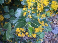 Azara serrata