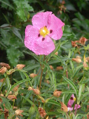 Cistus