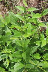 Scrophularia grayana