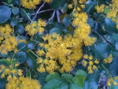Azara serrata