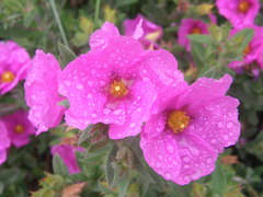 Cistus