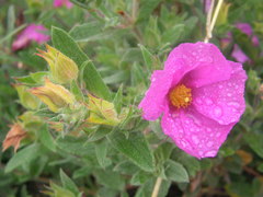 Cistus