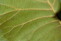 Quercus radiata